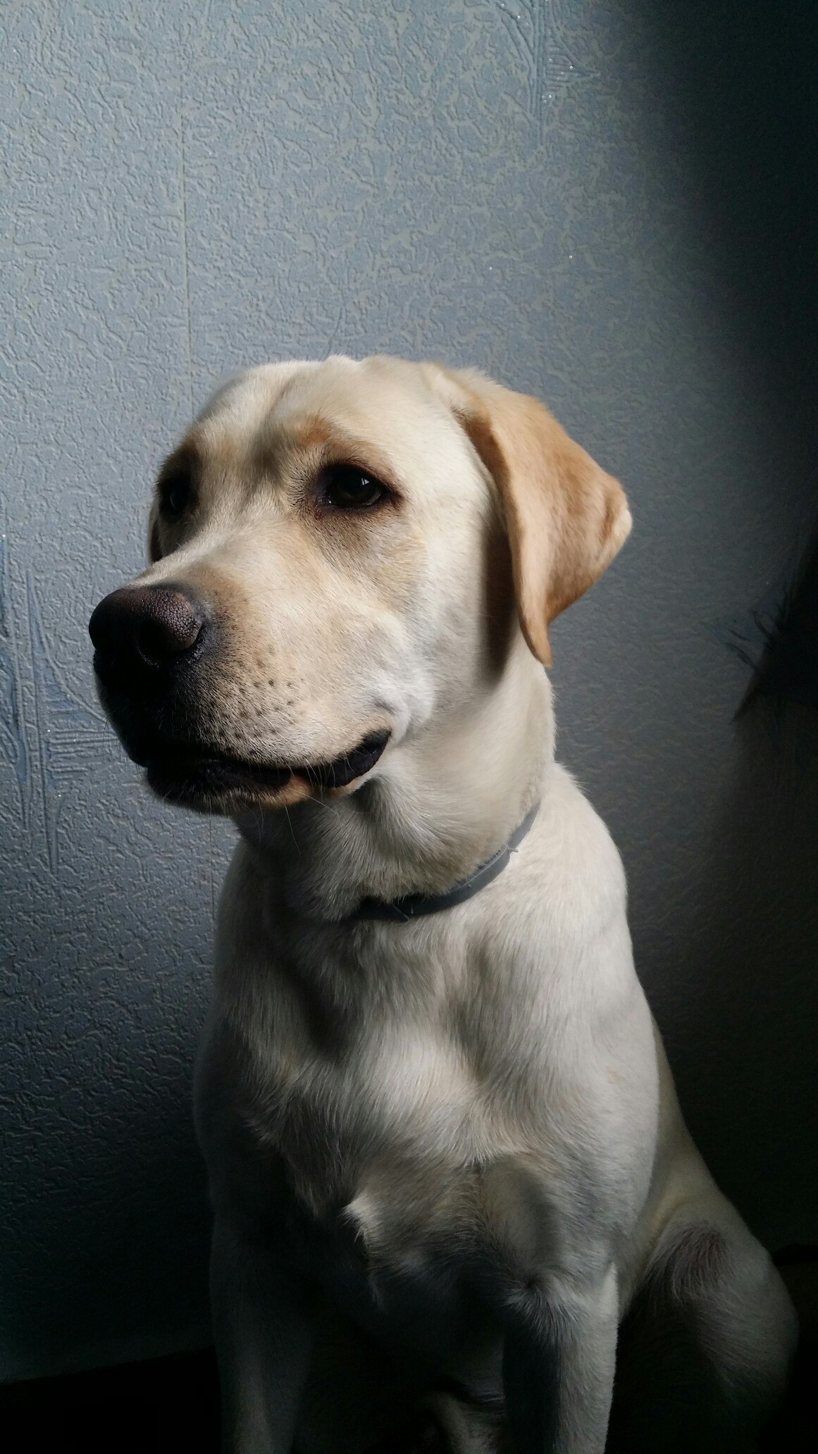 Lost Labrador - My, The dog is missing, Moscow, Longpost, Dog, Help