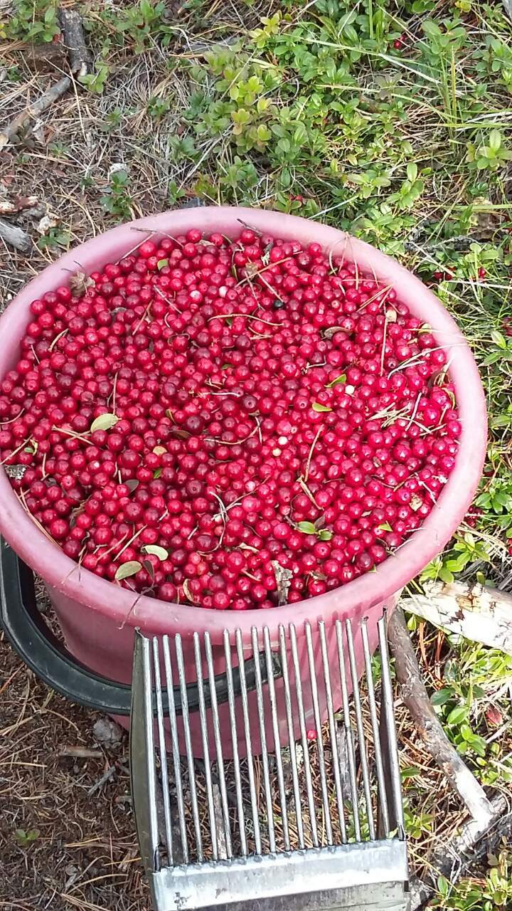 Gifts of nature - My, Cowberry, Gifts of nature, Baikal, Longpost