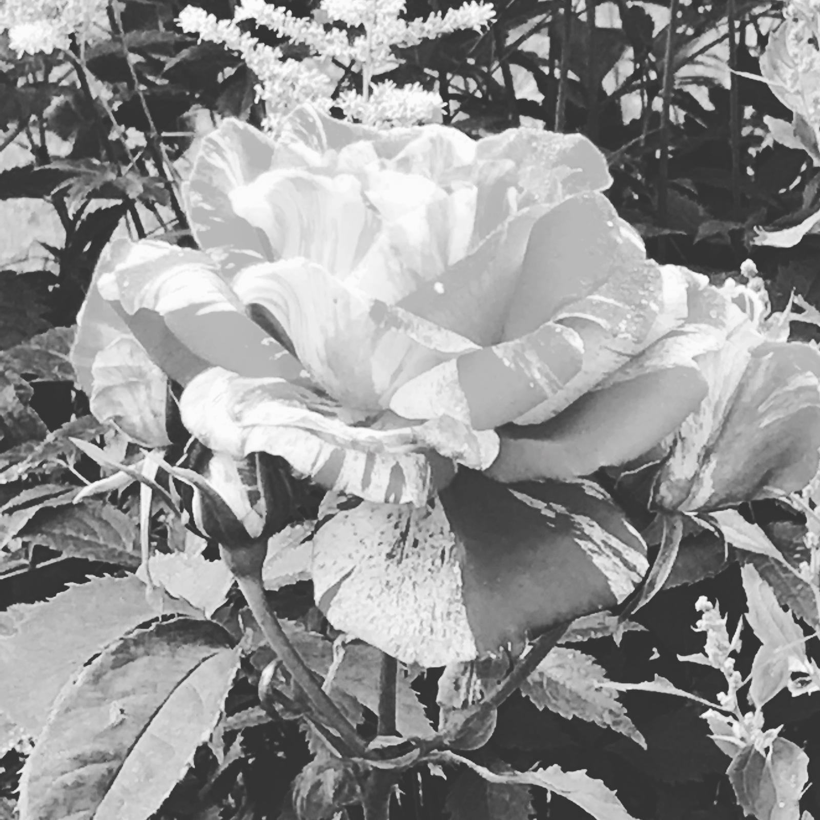 Black and white flowers - My, Blackandwhite, Flowers, Longpost