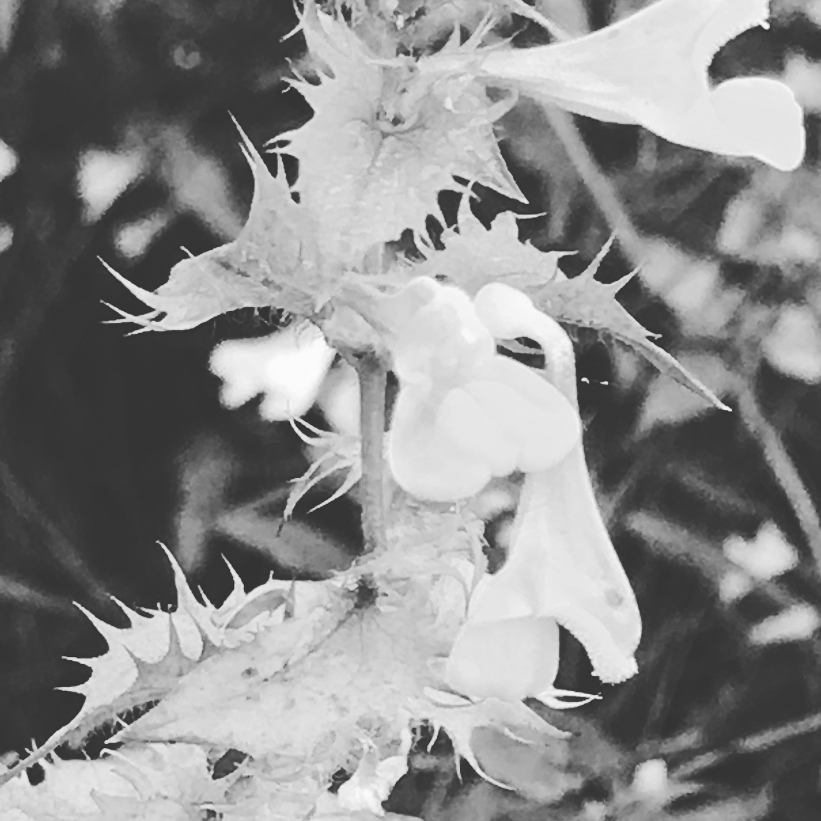 Black and white flowers - My, Blackandwhite, Flowers, Longpost