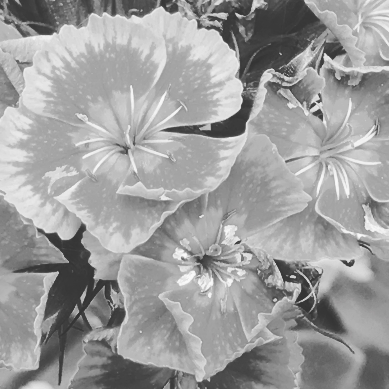 Black and white flowers - My, Blackandwhite, Flowers, Longpost