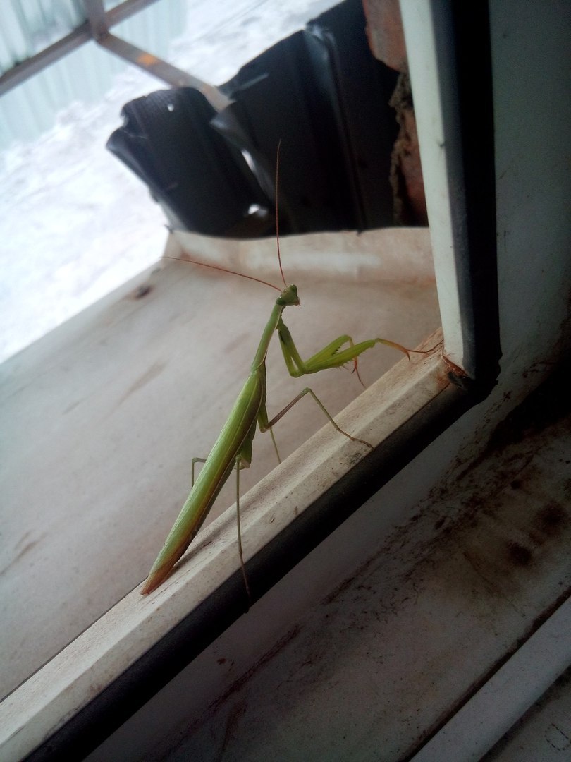 I went out for a smoke... - My, Mantis, Meeting, Smoke break, Udmurtia, Insects, Red Book, , Longpost