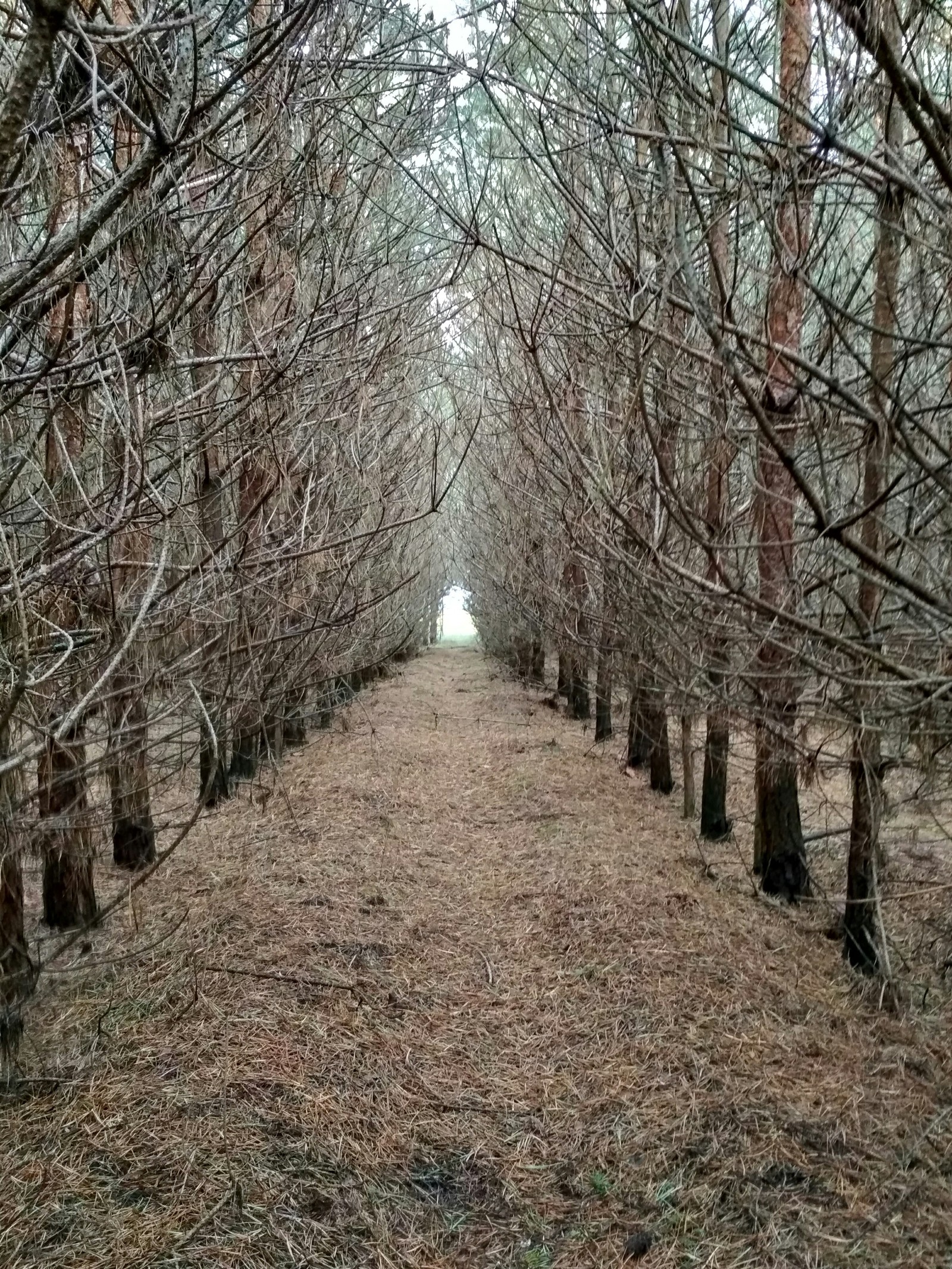 Belarusian forest - My, Forest, Republic of Belarus, Longpost