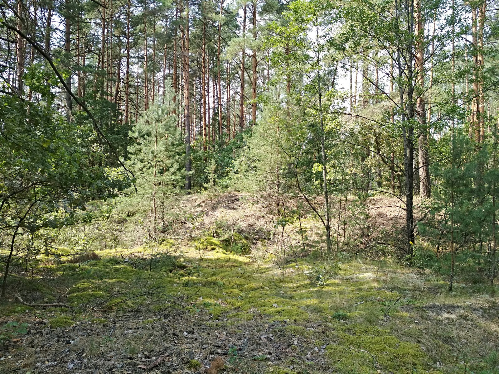 Belarusian forest - My, Forest, Republic of Belarus, Longpost