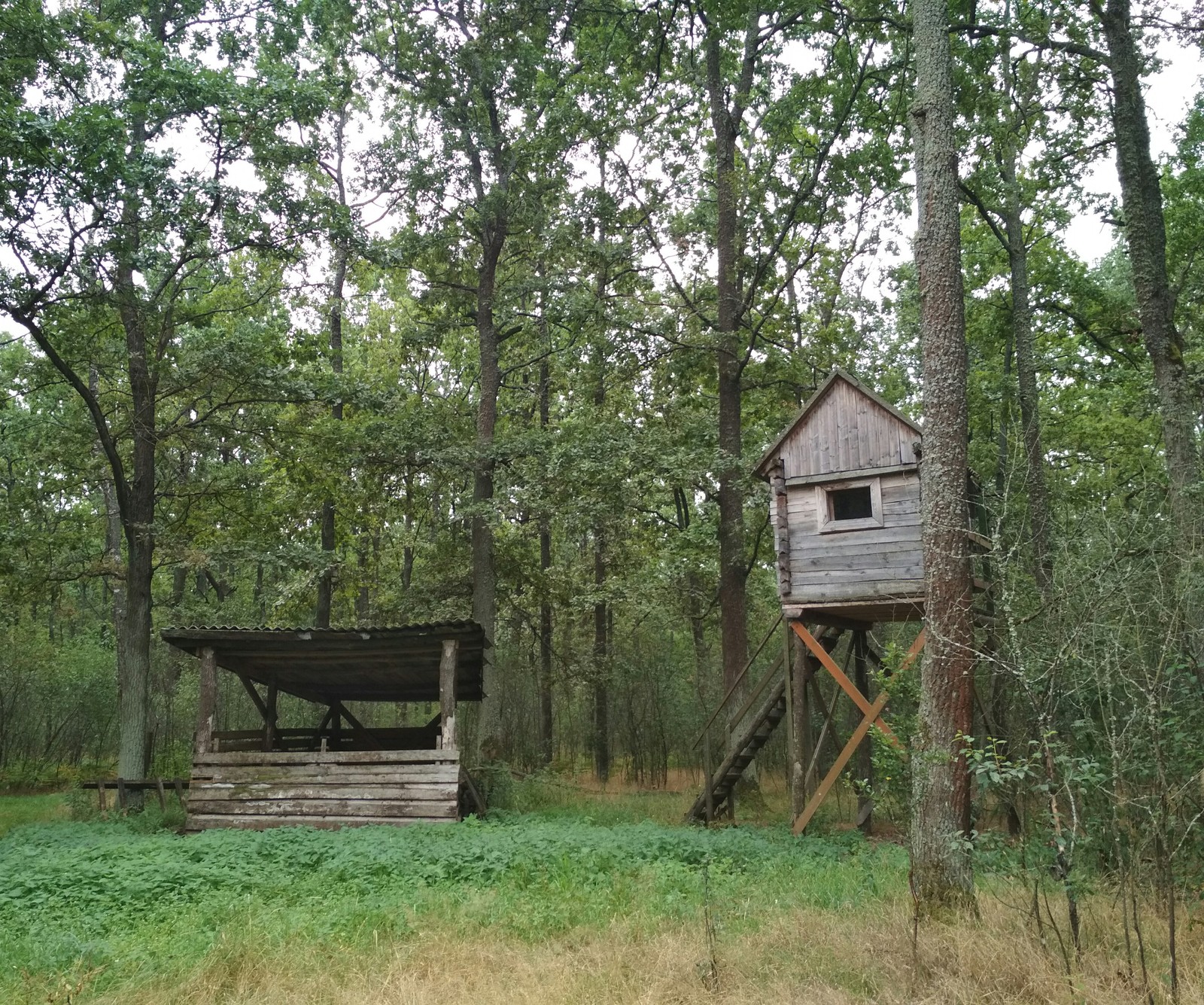 Belarusian forest - My, Forest, Republic of Belarus, Longpost