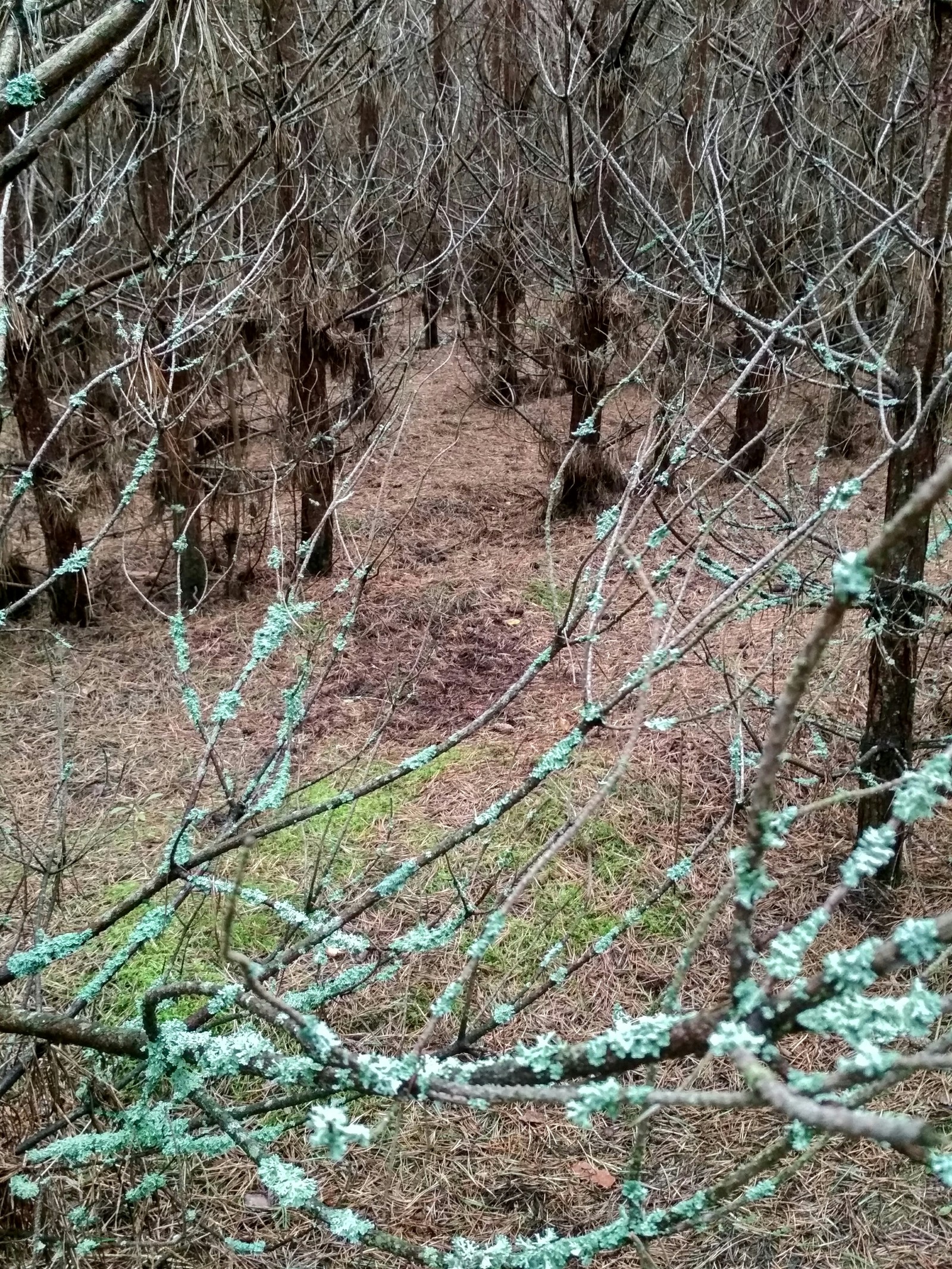 Belarusian forest - My, Forest, Republic of Belarus, Longpost