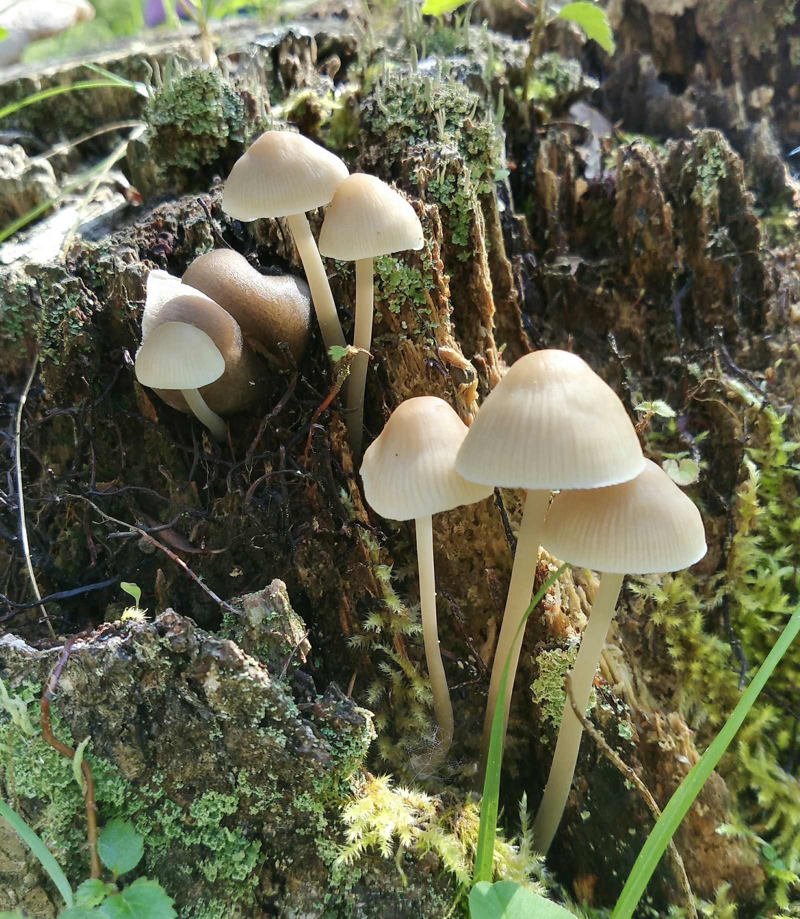 To take or not to take? - My, Mushrooms, Definition, Mushroom pickers, Longpost