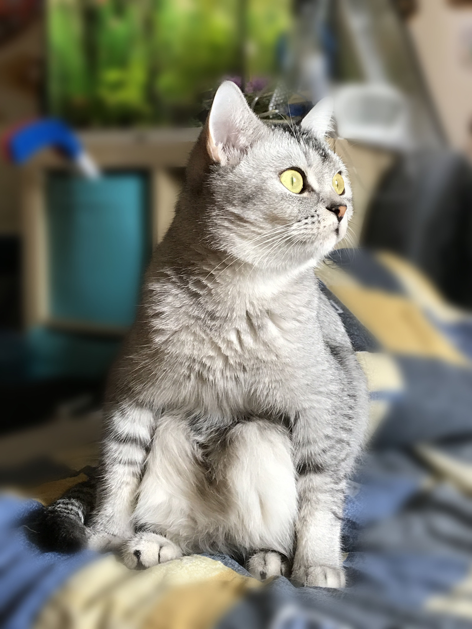 My cat's favorite pose. - My, cat, Cats kote, Longpost