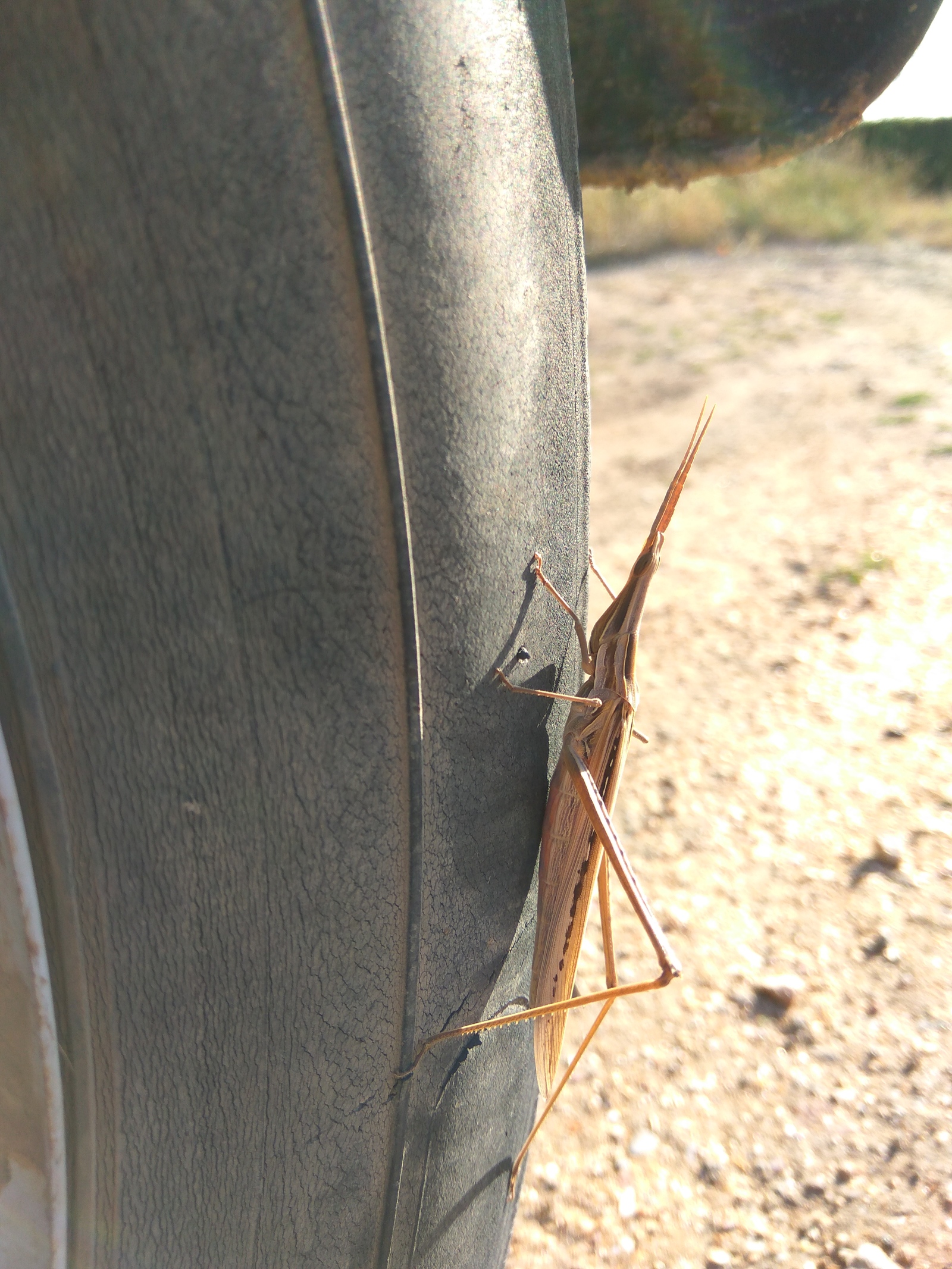 Insectologists, tell me - My, Entomologists, Grasshopper, Entomology