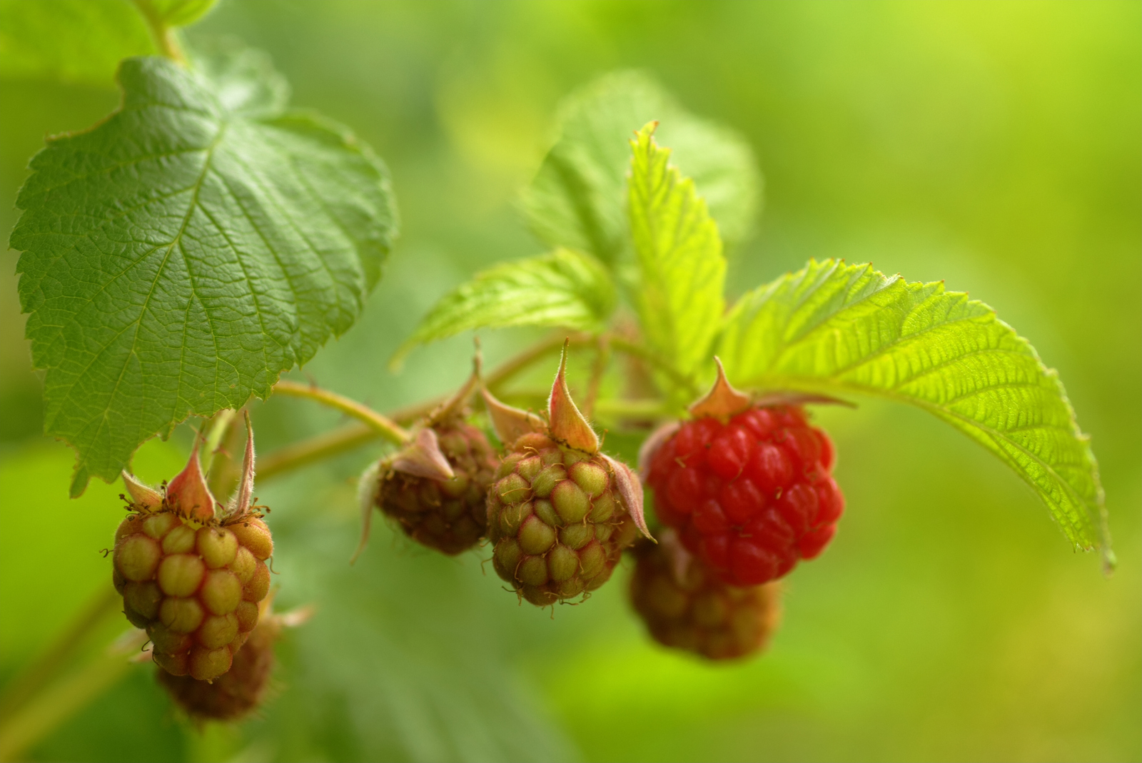 Summer colors of nature - My, Nature, Summer, Strawberry, Raspberries, Flowers