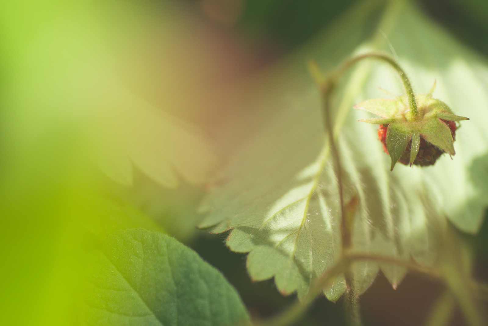 Summer colors of nature - My, Nature, Summer, Strawberry, Raspberries, Flowers