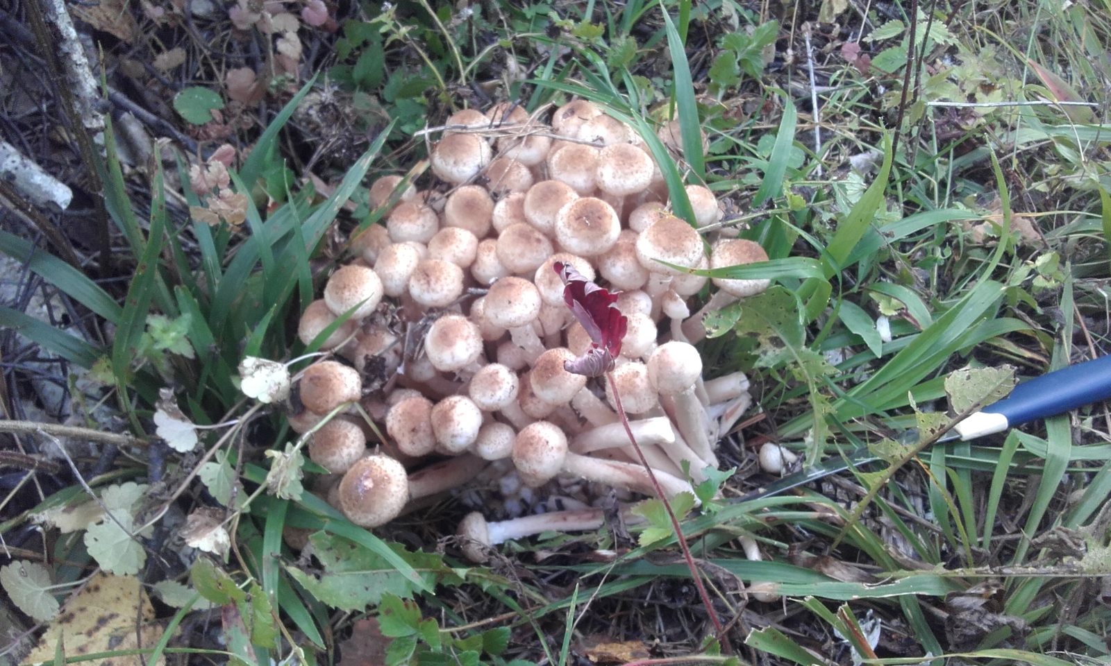 Quiet hunting. - My, Honey mushrooms, Mushrooms, Silent hunt, Bashkortostan, Longpost