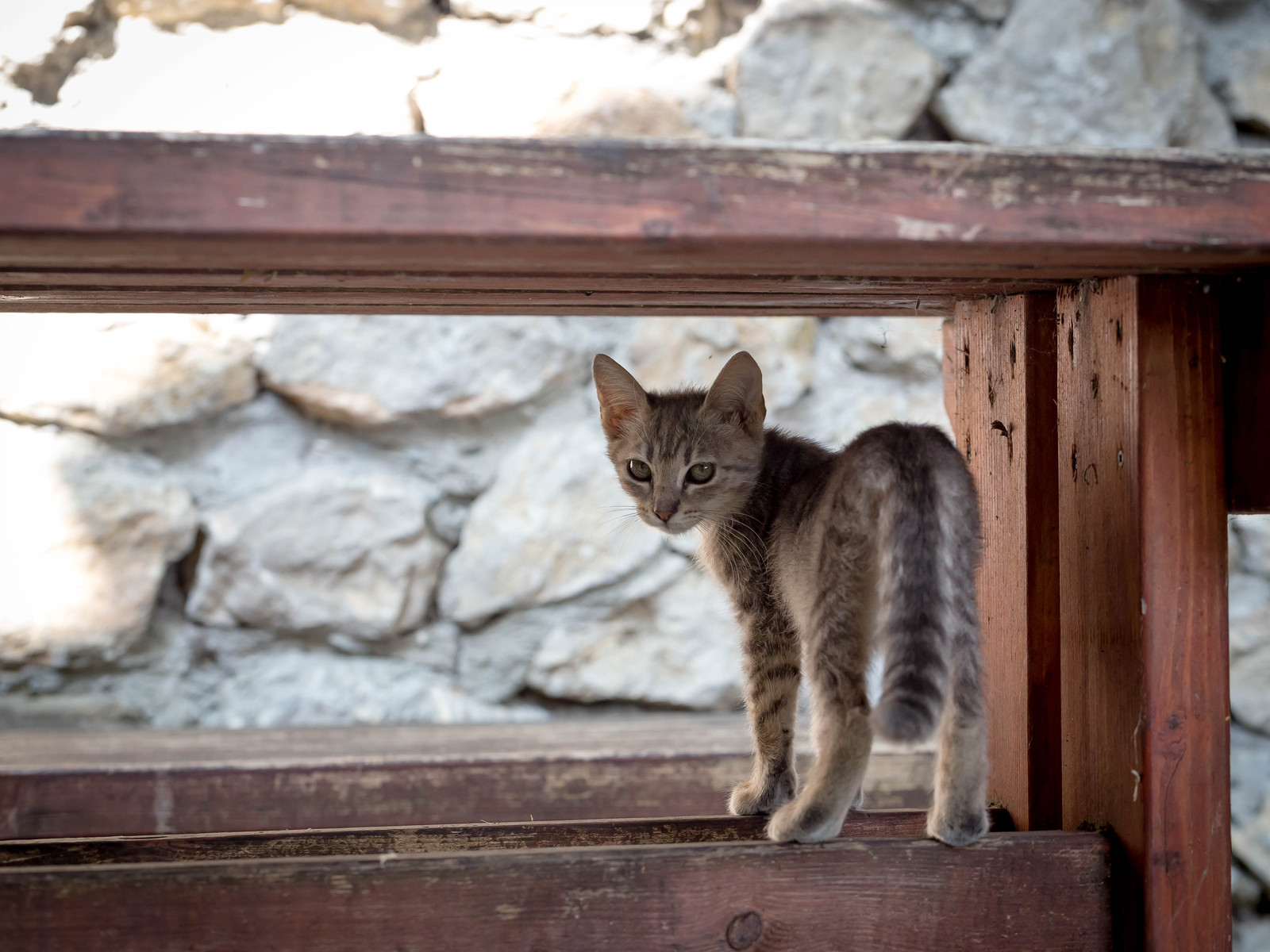 Crimean cats :) - My, cat, Yalta, Crimea, Animals, The photo, Longpost