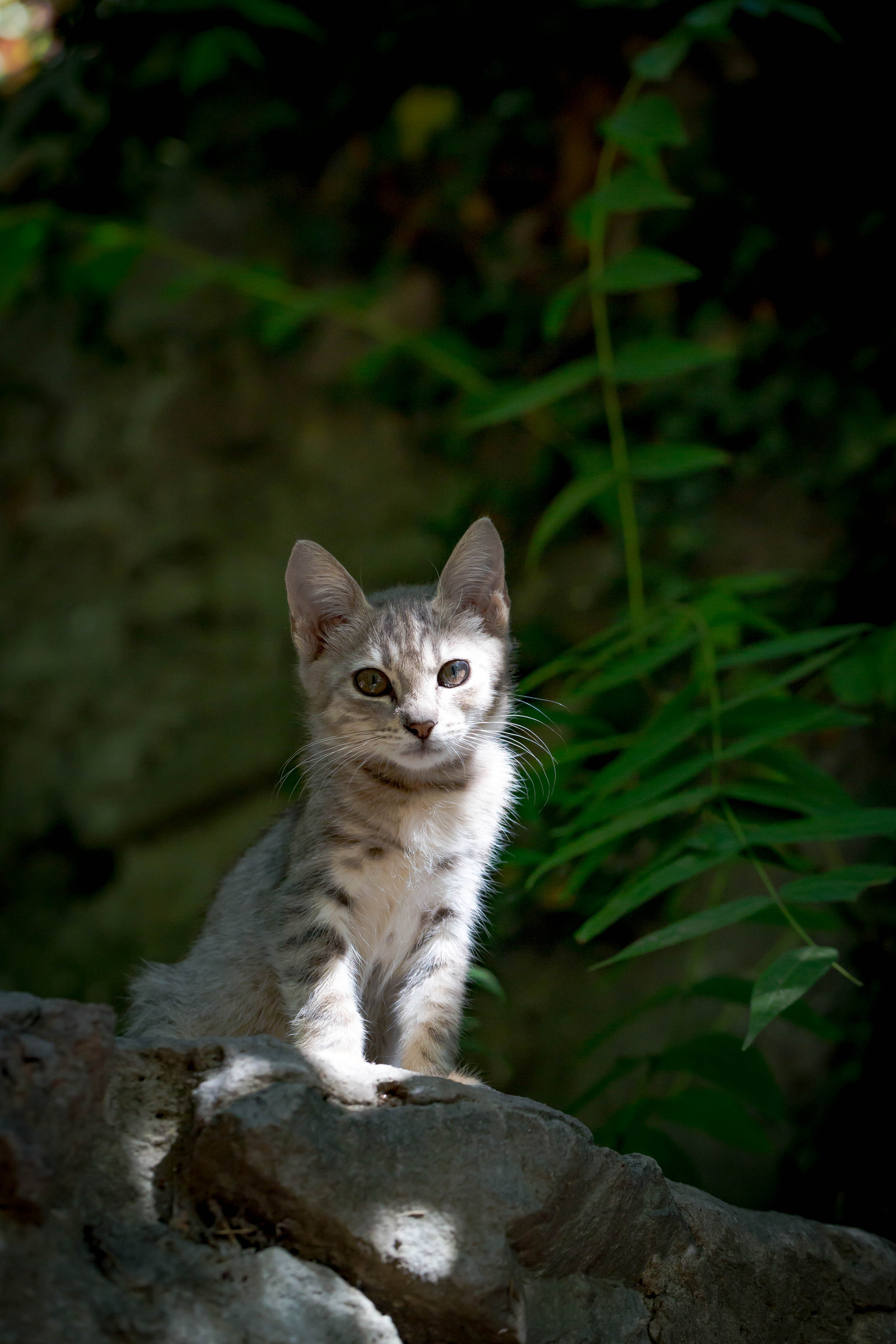 Crimean cats :) - My, cat, Yalta, Crimea, Animals, The photo, Longpost