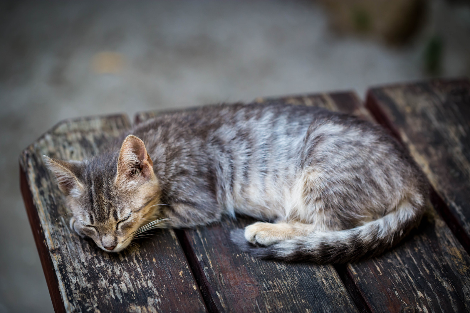 Crimean cats :) - My, cat, Yalta, Crimea, Animals, The photo, Longpost