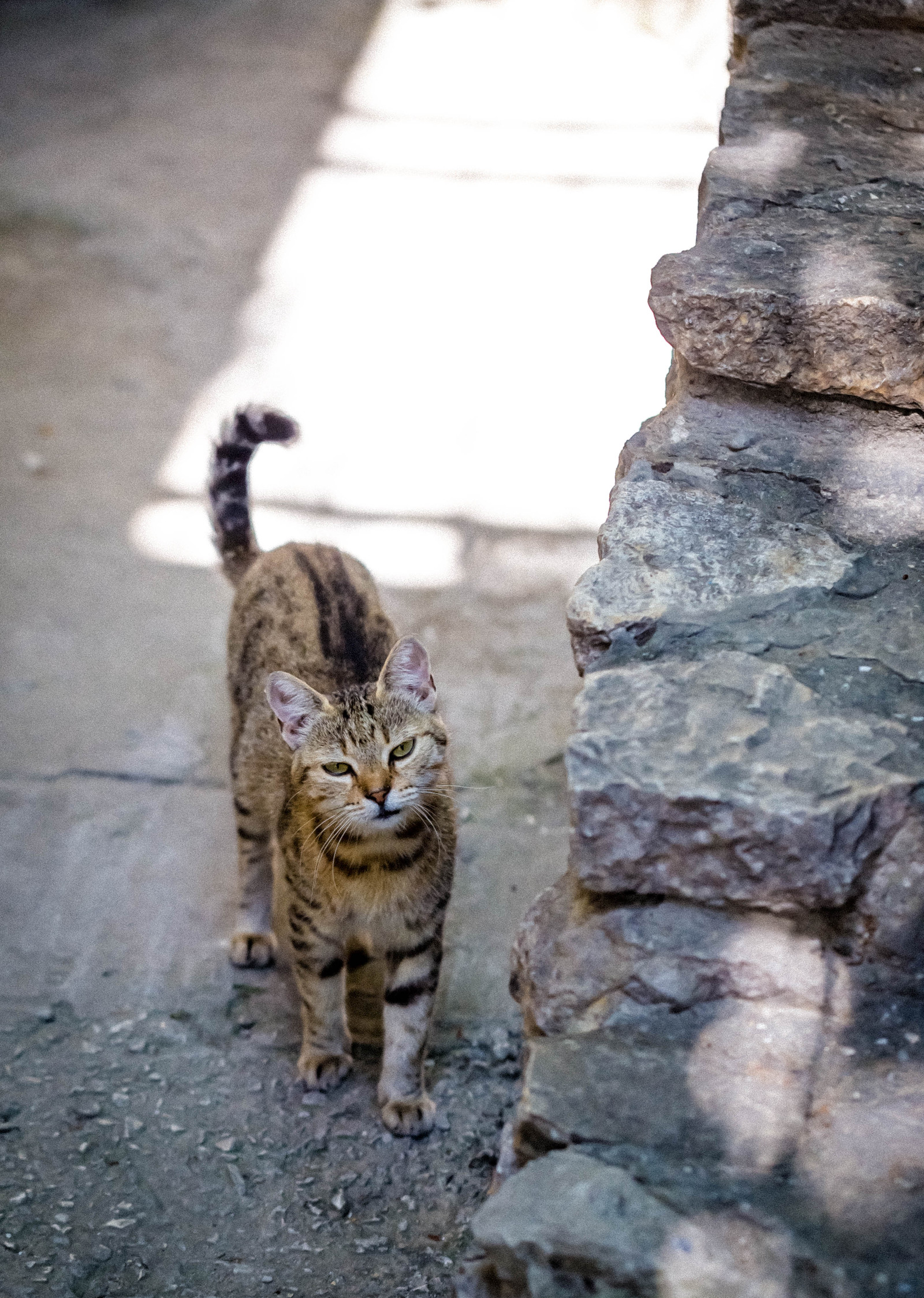 Crimean cats :) - My, cat, Yalta, Crimea, Animals, The photo, Longpost