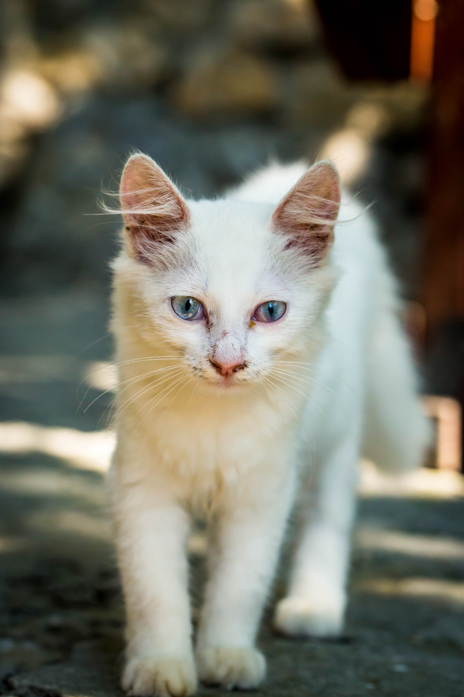 Crimean cats :) - My, cat, Yalta, Crimea, Animals, The photo, Longpost