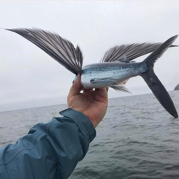 Летучая Рыба Фото