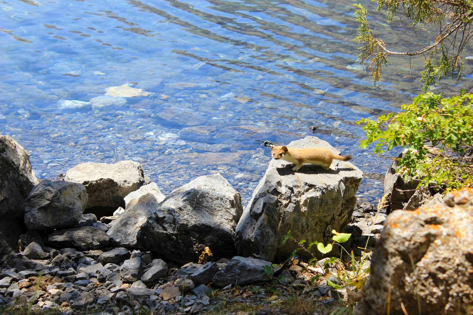 Weasel on Alaudin lake - My, Ermine, Lake, A rock, Longpost