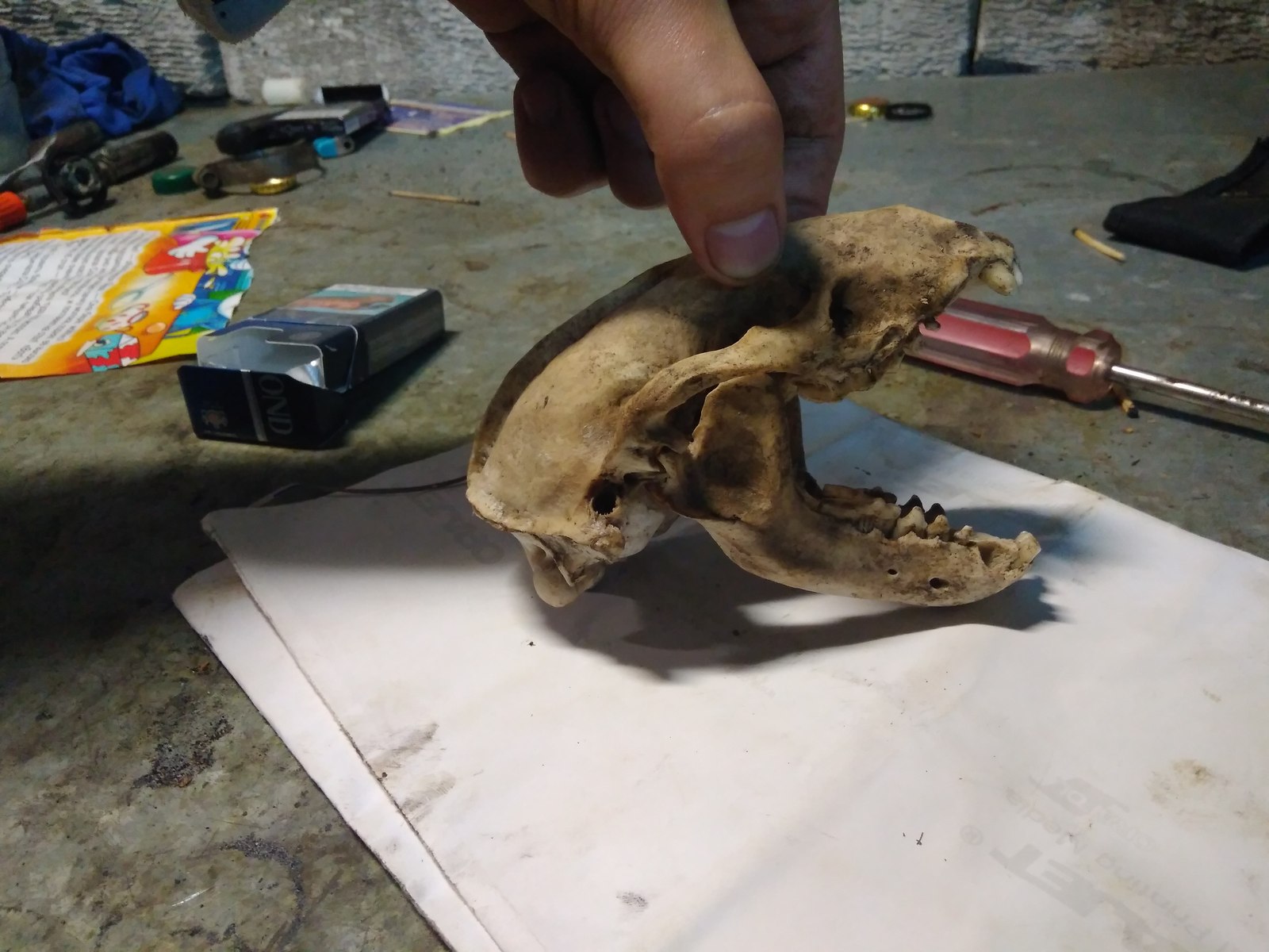 Guess who owns this skull - My, Scull, Identification, Video, Longpost