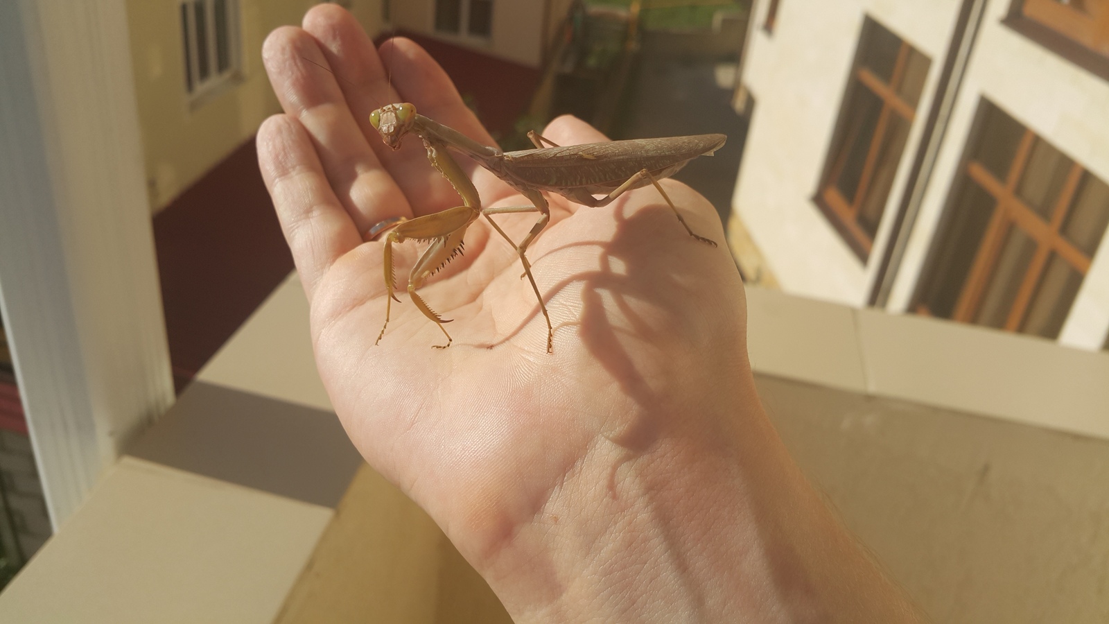 Selfie with a praying mantis. - My, Mantis, Selfie