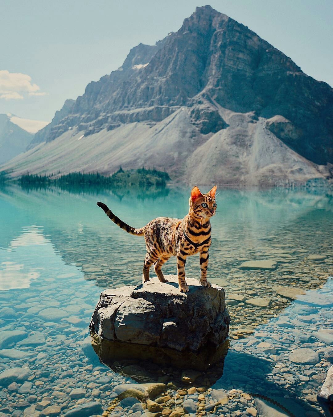 No fish, I checked. - cat, The photo, Lake