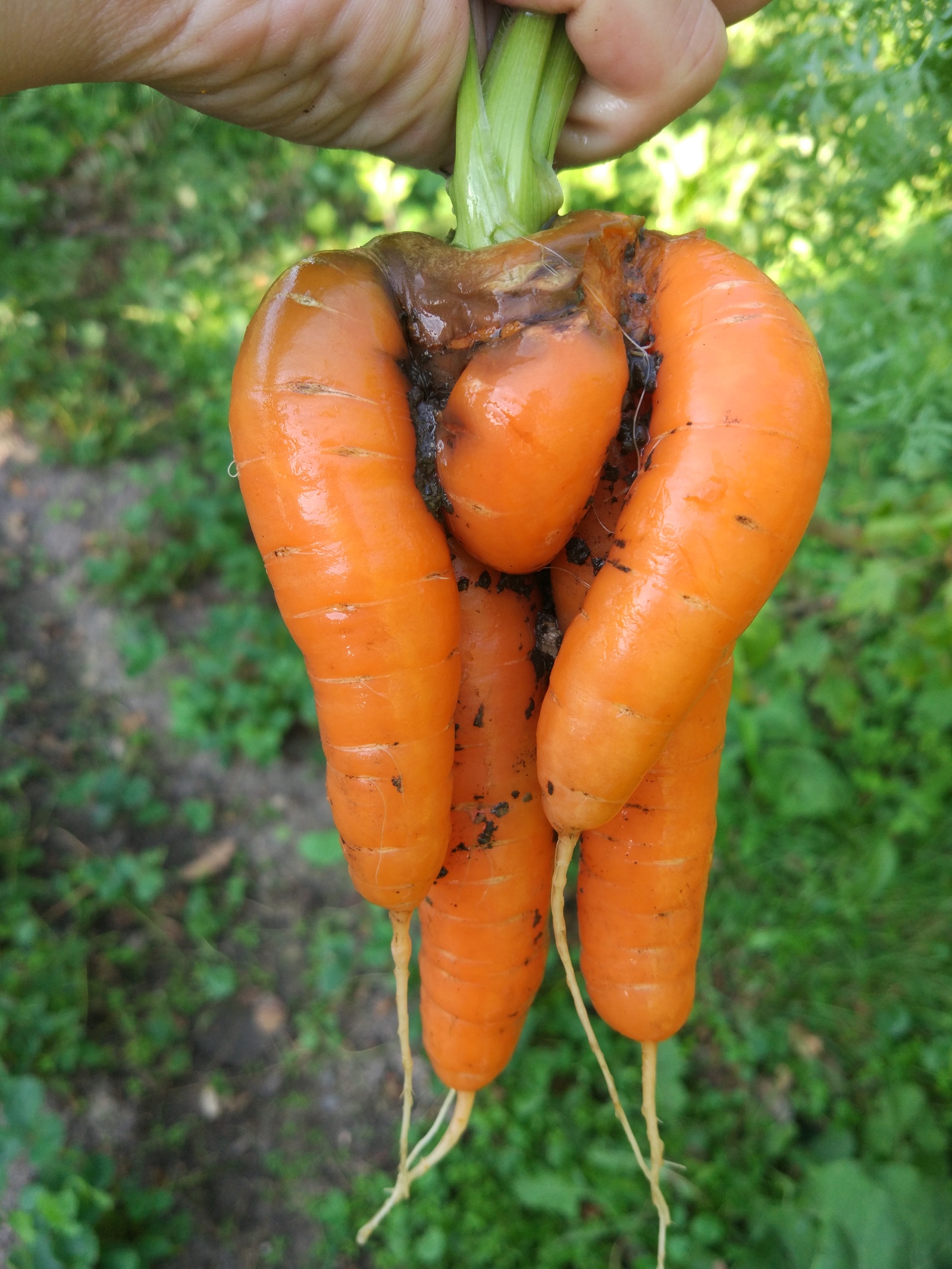 Here is such a monster dug up in the country - My, Carrot, Dacha, Summer, Harvest, Merry harvest