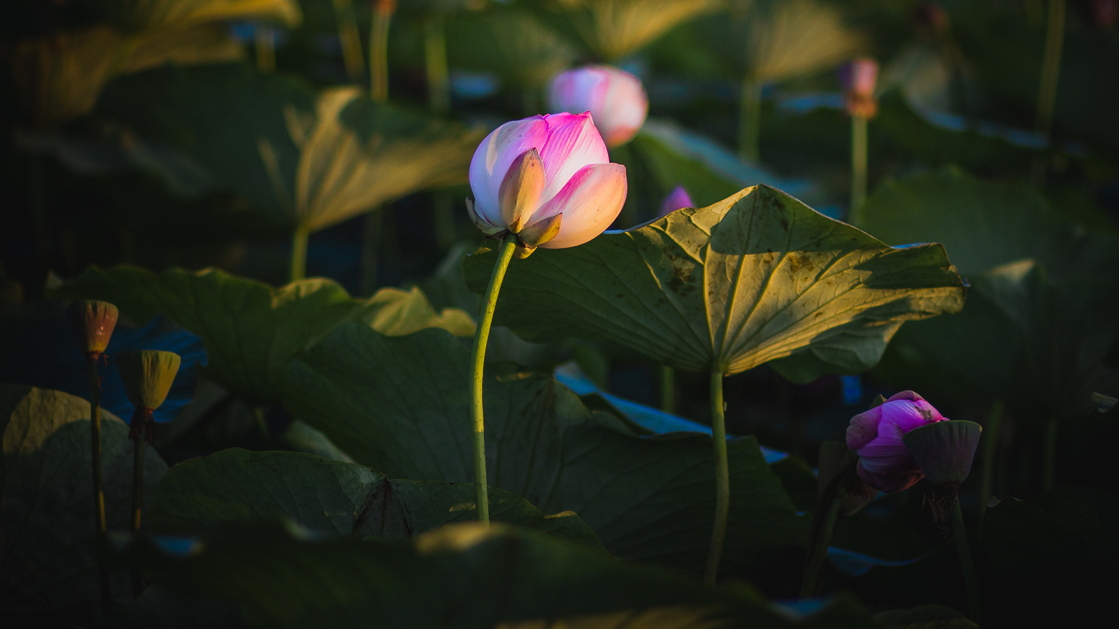 Lotuses on the pond in the village of Ivanovka - My, Amur region, Lotus, Ivanovka