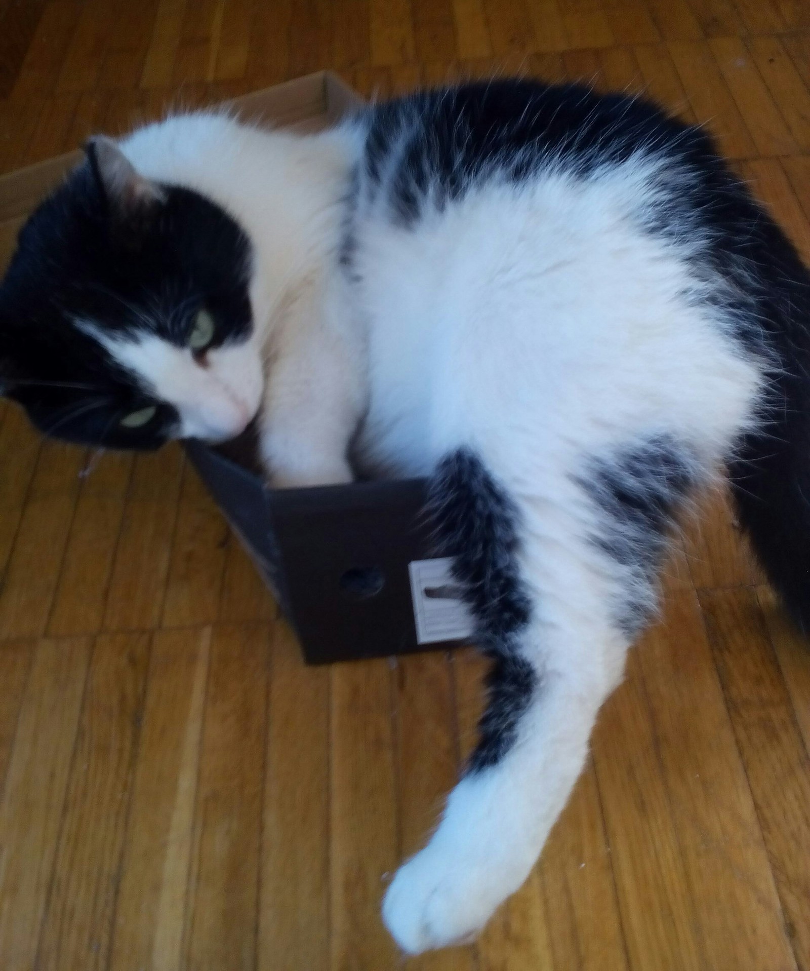 Cat in a box - My, cat, Box, Legs