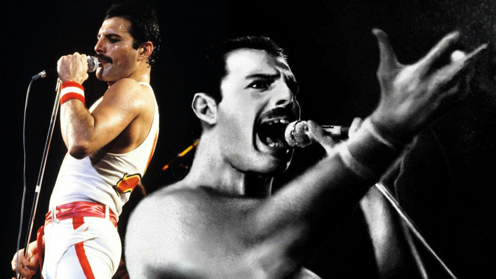 71 years since the birth of Freddie Mercury (1946-1991). - Freddie Mercury, Queen, Birthday, Rock, Longpost