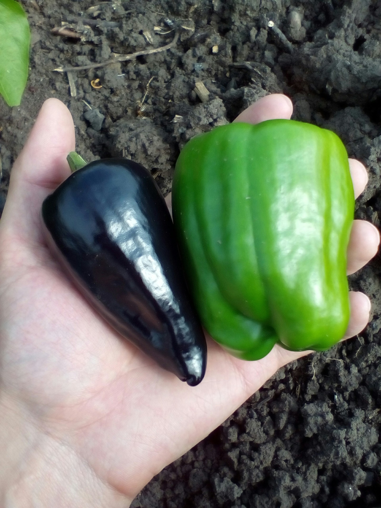 Black and green bell peppers - My, Garden, Pepper