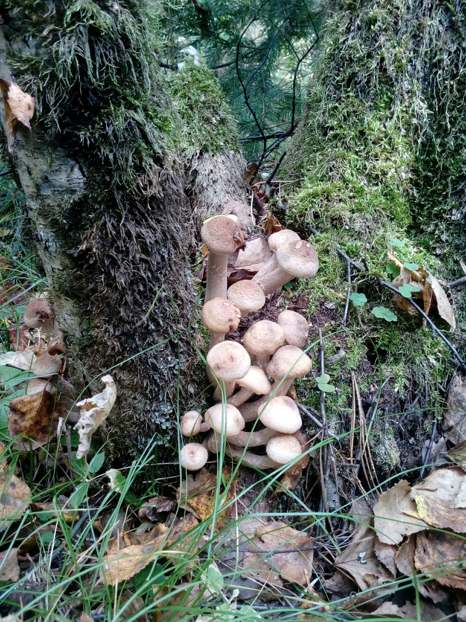 Live report from the forest - My, Mushrooms, Forest, Relaxation, Honey mushrooms, Longpost