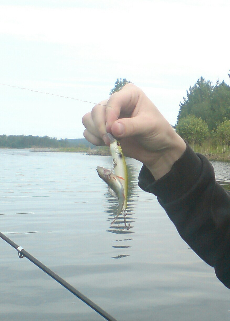 curious perch - Fishing, Relaxation