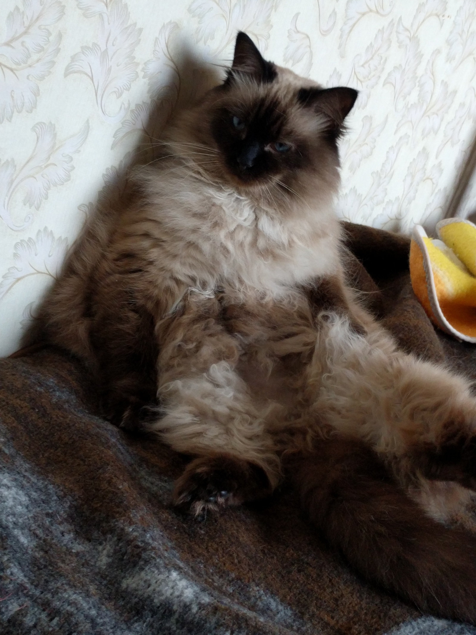 Favorite poses of mother's cat. - My, cat, Pose, Siamese cat, Longpost