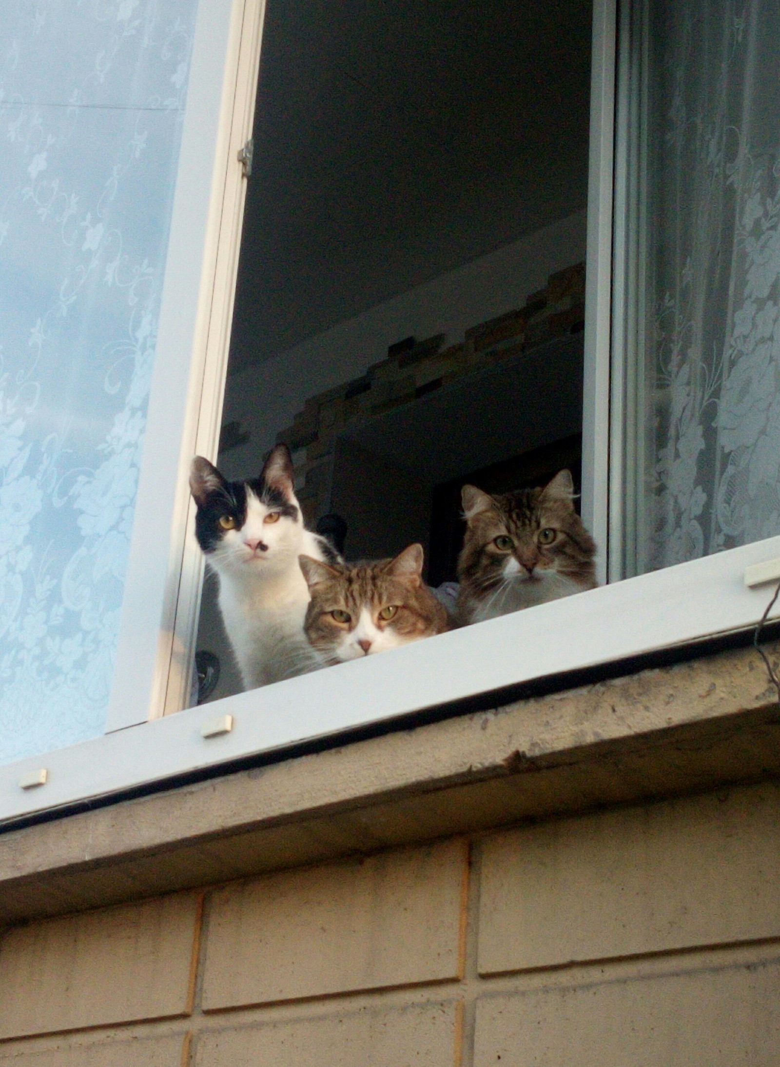 Curious - My, cat, Window