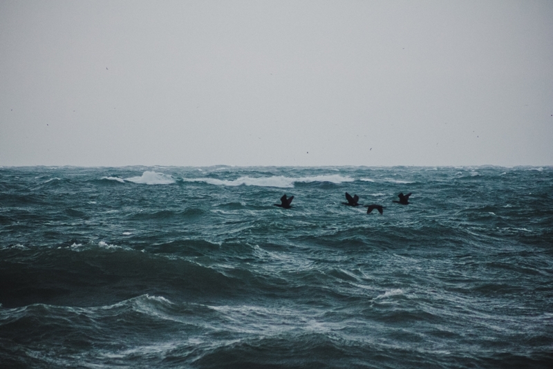 Stormy sea - My, Black Sea, Storm, Novorossiysk, wide beam, Birds, , Manual optics, Helios 77m-4, Longpost, Canon 60d