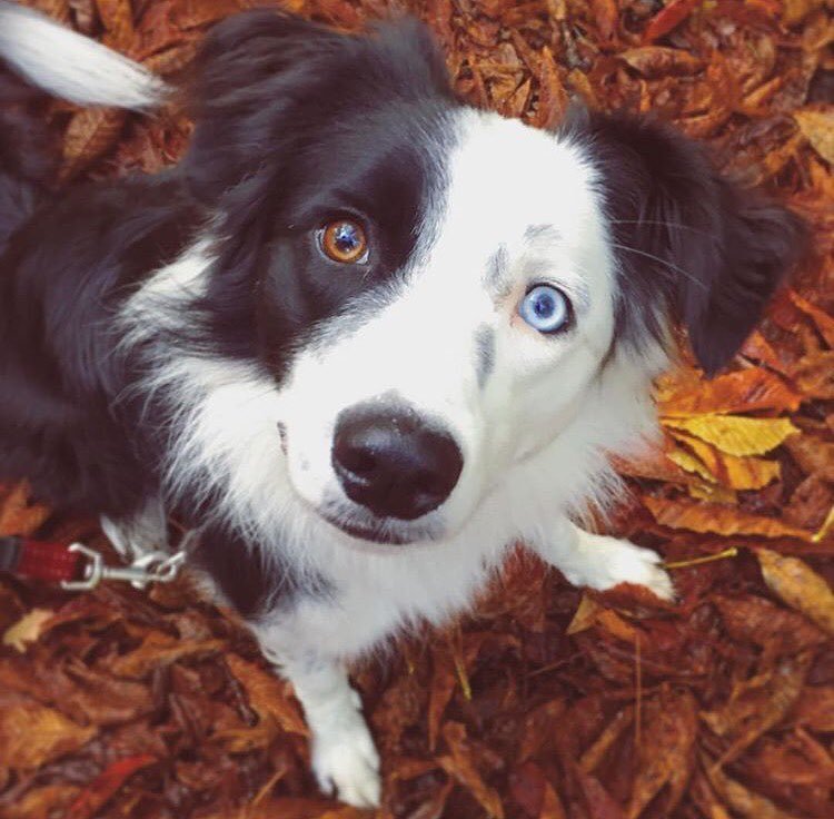 Odd-eyed - Dog, Eyes, The photo, Heterochromia