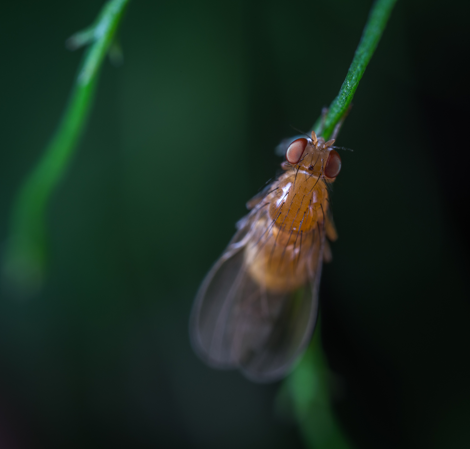 Macro hunting №132 - My, Macrohunt, Insects, Arachnida, Spider, Caterpillar, Mosquitoes, Муха, Mp-e 65 mm, Longpost, Macro photography