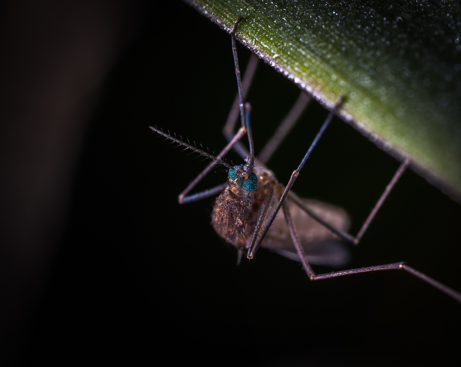 Macro hunting №132 - My, Macrohunt, Insects, Arachnida, Spider, Caterpillar, Mosquitoes, Муха, Mp-e 65 mm, Longpost, Macro photography