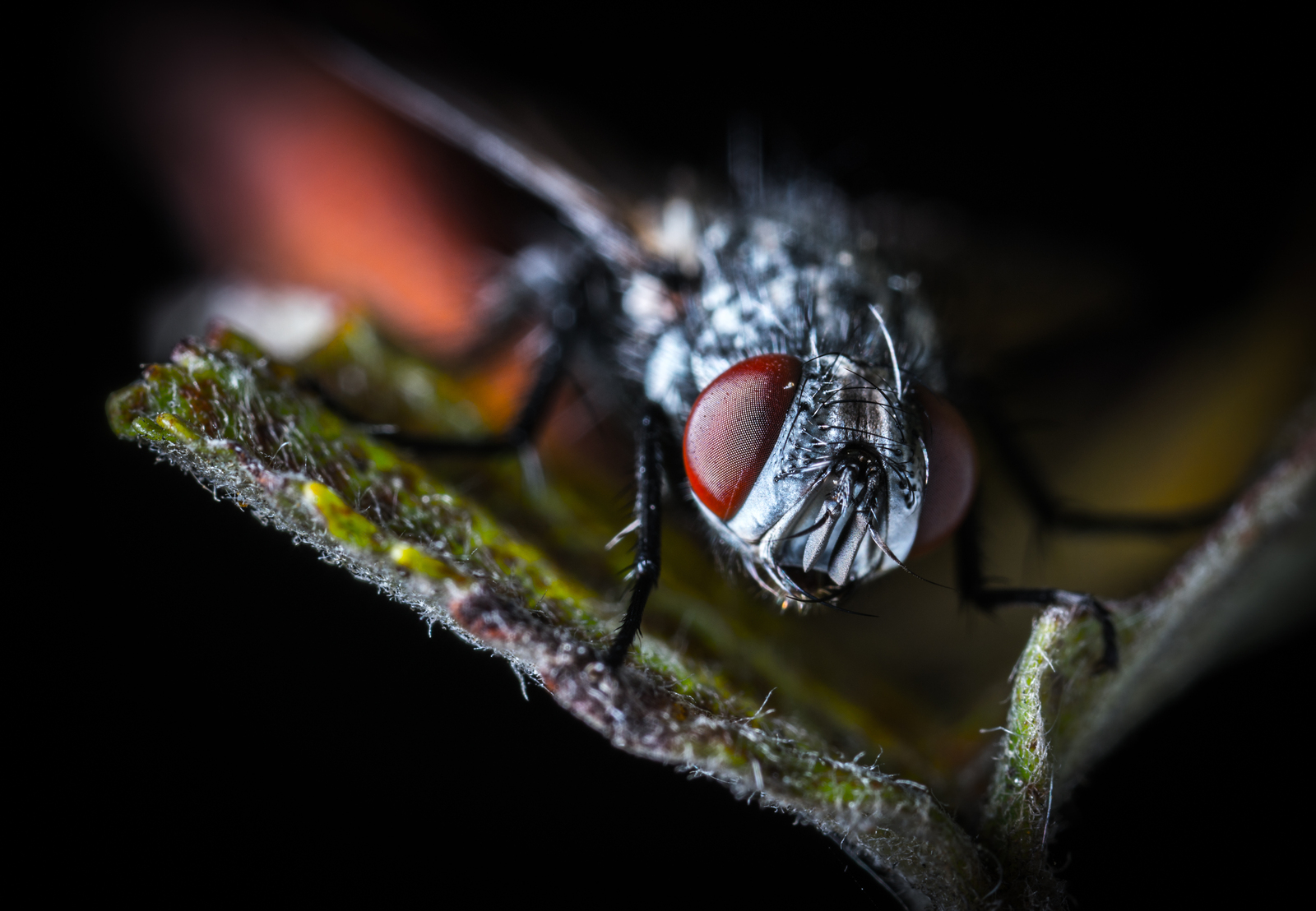 Macro hunting №132 - My, Macrohunt, Insects, Arachnida, Spider, Caterpillar, Mosquitoes, Муха, Mp-e 65 mm, Longpost, Macro photography