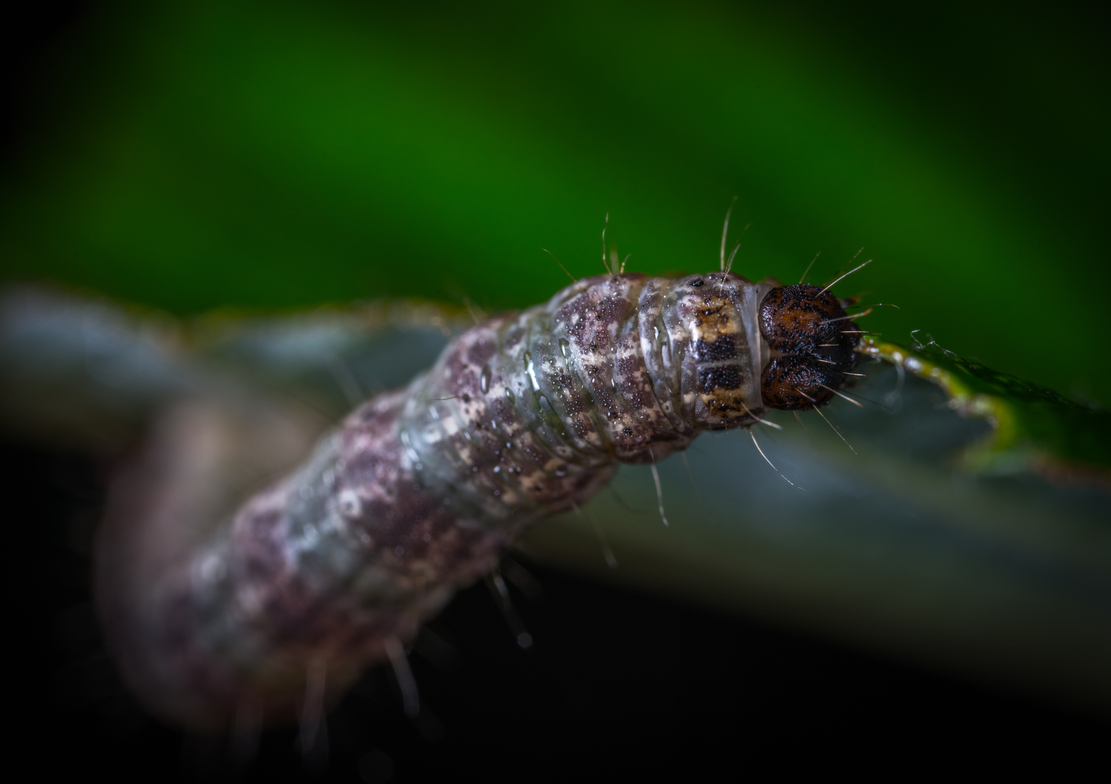 Macro hunting №132 - My, Macrohunt, Insects, Arachnida, Spider, Caterpillar, Mosquitoes, Муха, Mp-e 65 mm, Longpost, Macro photography