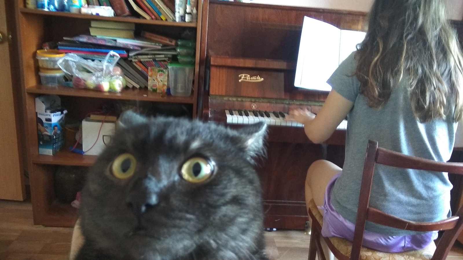 When for the first time in my life I heard the sounds of the piano - My, cat, The fright, Piano