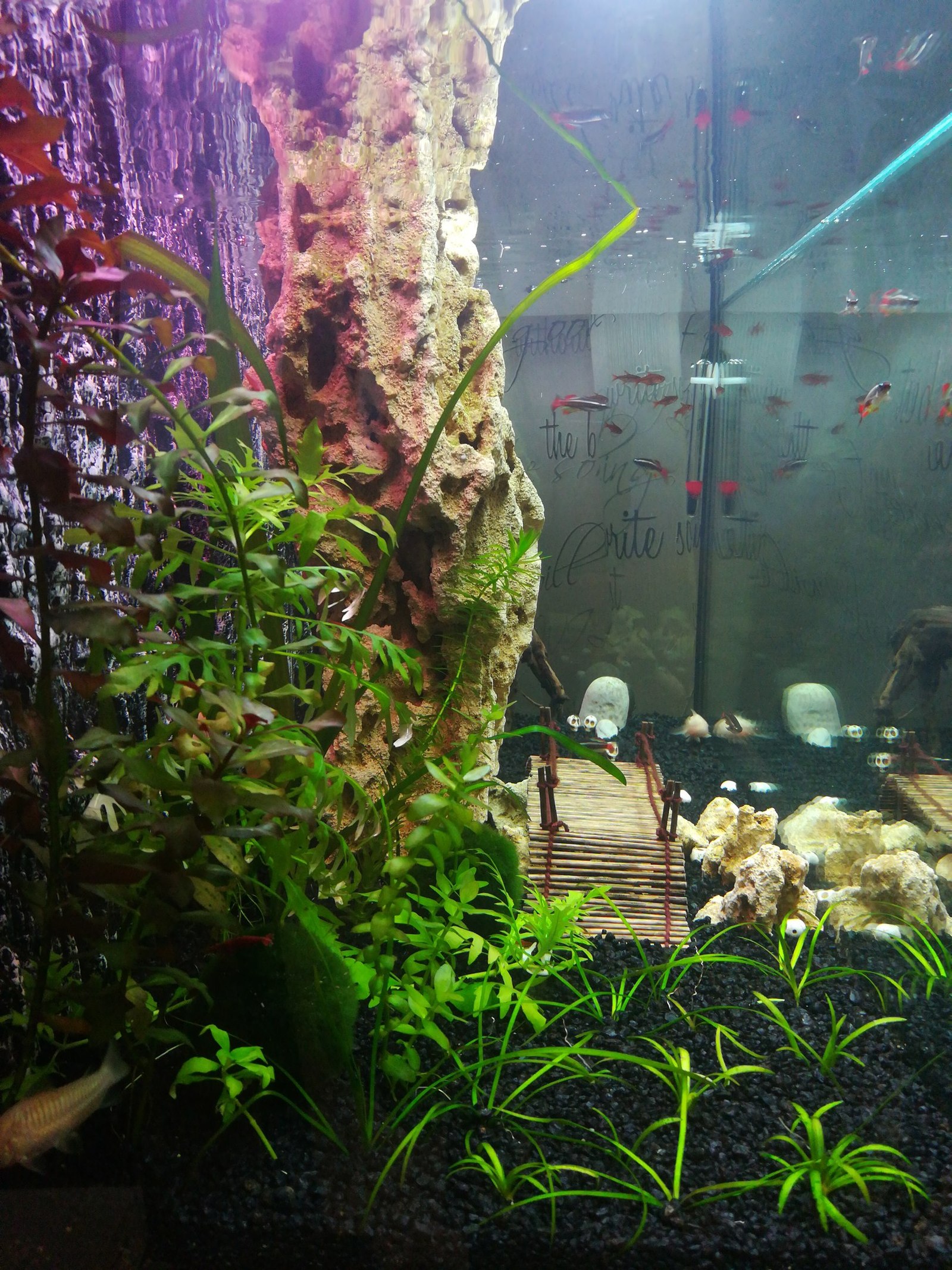 My aquarium - My, Aquarium, Aquarium, My, Aquarium fish, Longpost