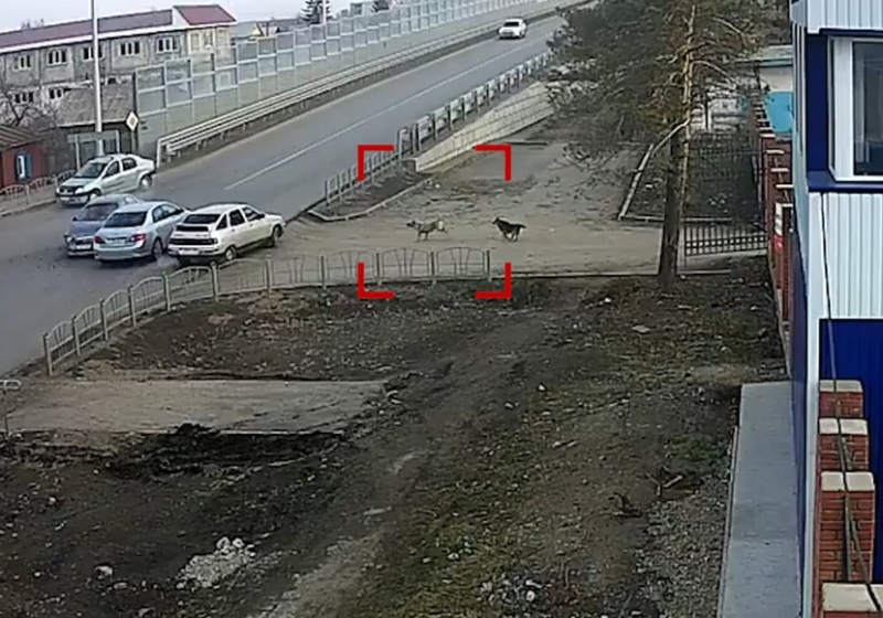 Omsk dogs, which control the emergency situation on Demyan Poor, are called Mishan and Freebie - Omsk, Dog, Road accident