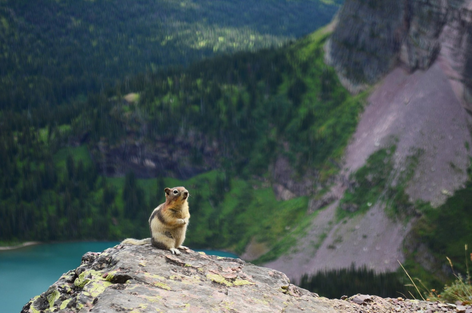 He will have the best photo of the summer - The photo, Chipmunk, Beautiful, Break