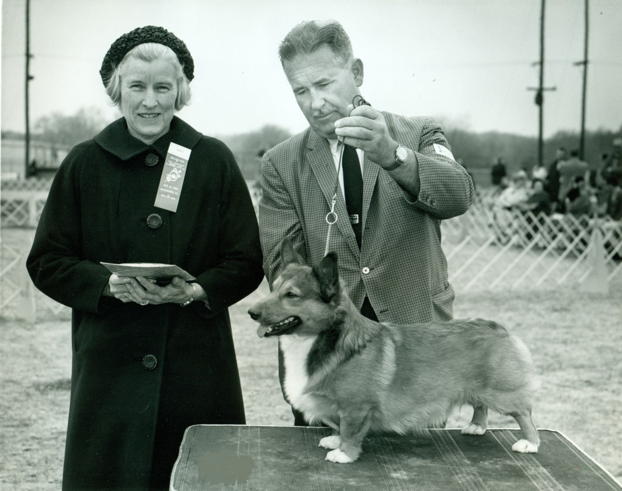 Corgi on Fridays, part historical - My, Corgi, Dog, Longpost