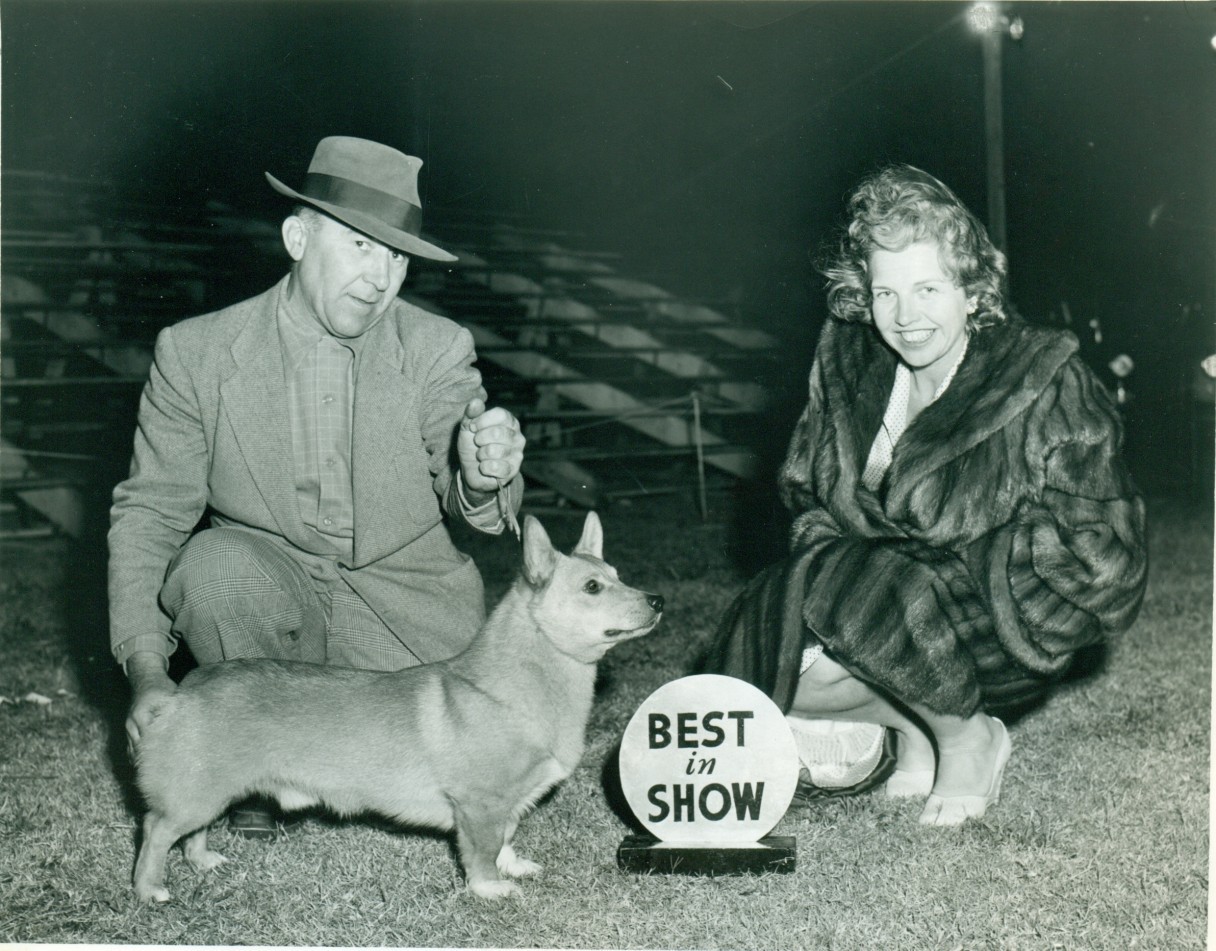 Corgi on Fridays, part historical - My, Corgi, Dog, Longpost