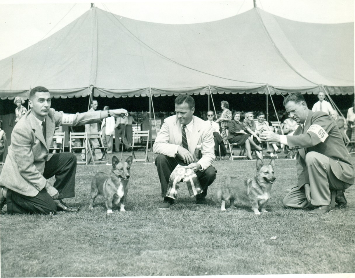 Corgi on Fridays, part historical - My, Corgi, Dog, Longpost