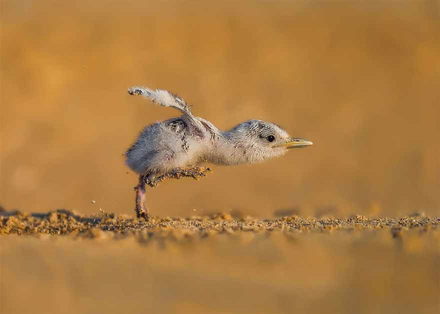 At mother's call - The photo, Birds