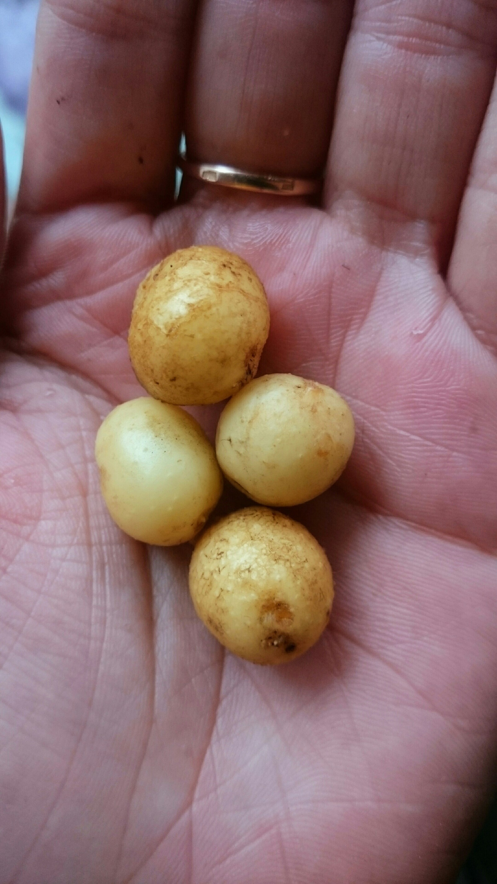 Potato harvest in Siberia - My, Potato, Harvest, The size